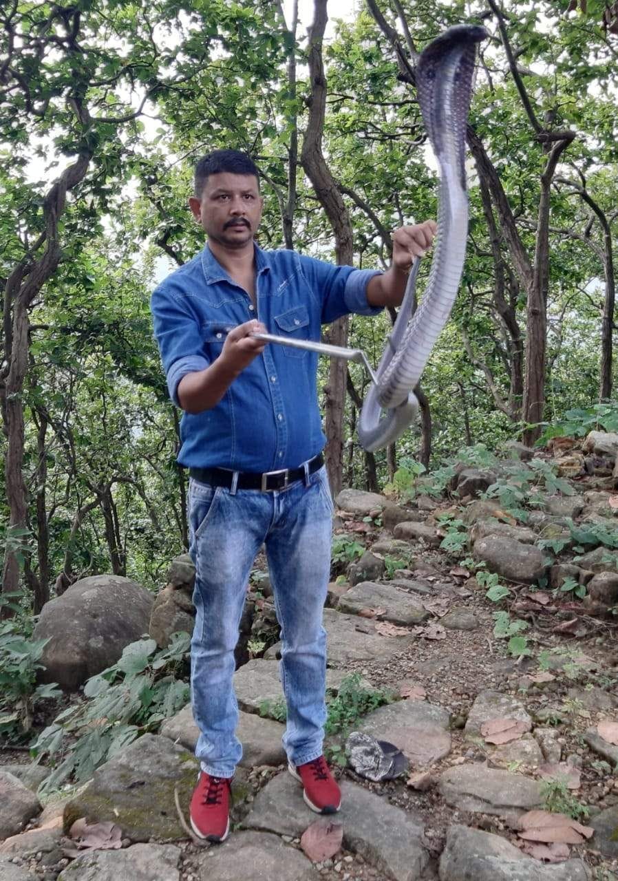 Cobera came out in banjarawala, Stir