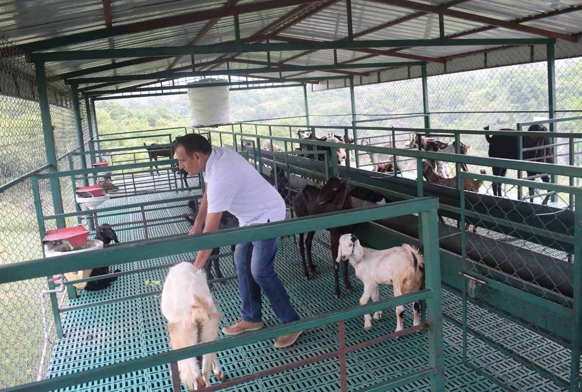 Success story of goat farming by Ajay Jaswal Una himachal Pradesh
