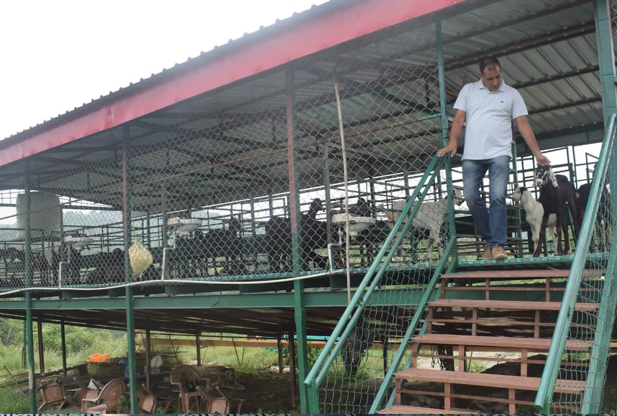 Success story of goat farming by Ajay Jaswal Una himachal Pradesh