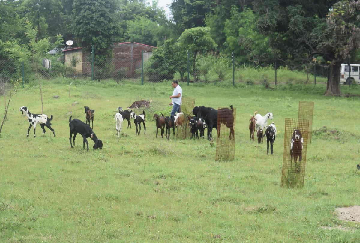 Success story of goat farming by Ajay Jaswal Una himachal Pradesh