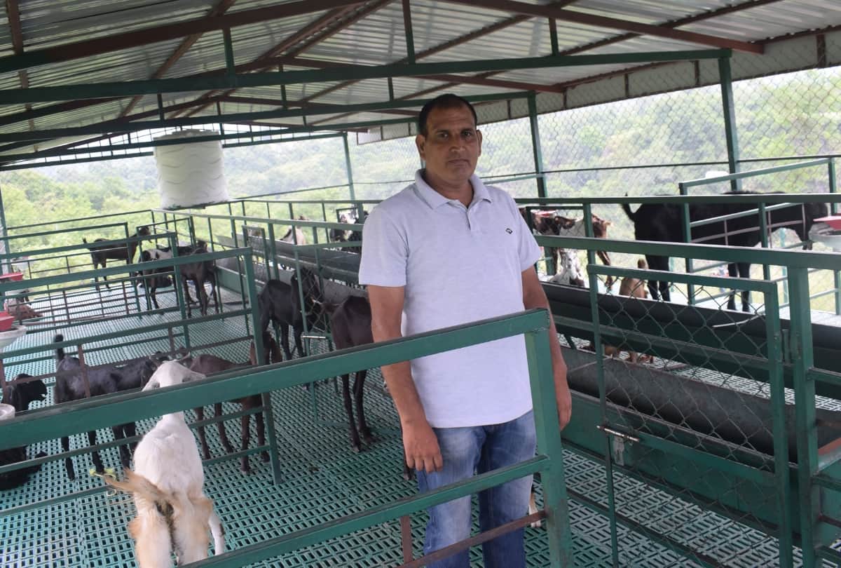 Success story of goat farming by Ajay Jaswal Una himachal Pradesh
