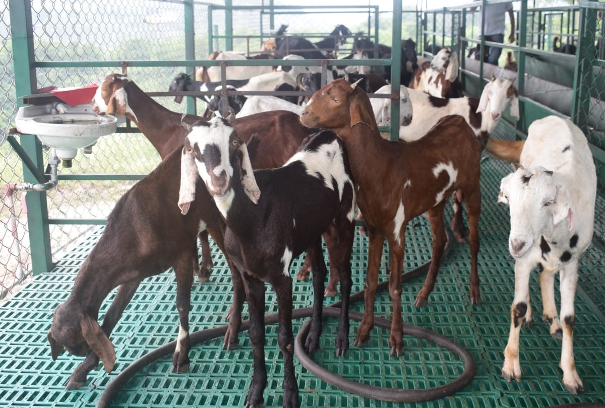 First selfie with goat then used to steal in gorakhpur