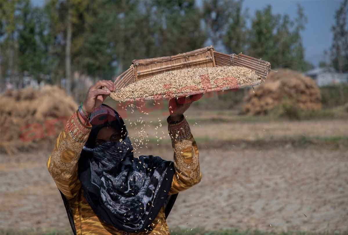 basmati rice productionin jammu kashmir, jammu kashmir latest news and visuals