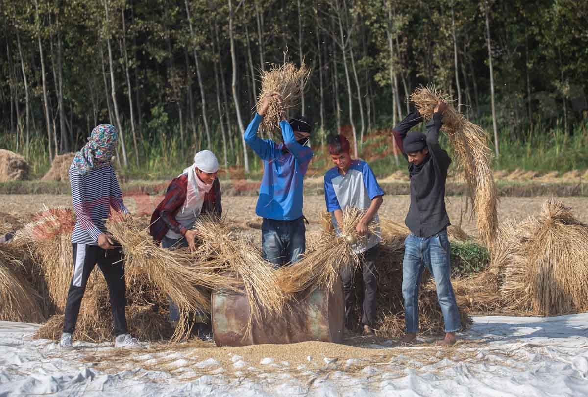 basmati rice productionin jammu kashmir, jammu kashmir latest news and visuals