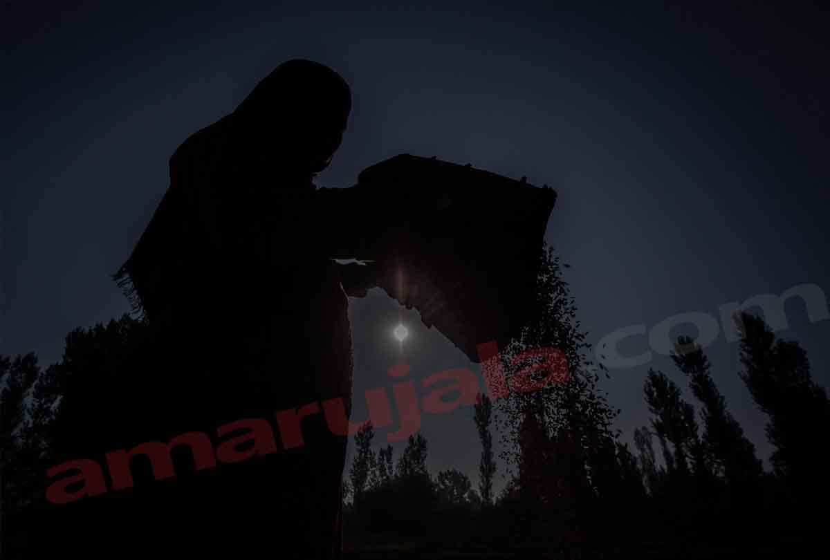 basmati rice productionin jammu kashmir, jammu kashmir latest news and visuals