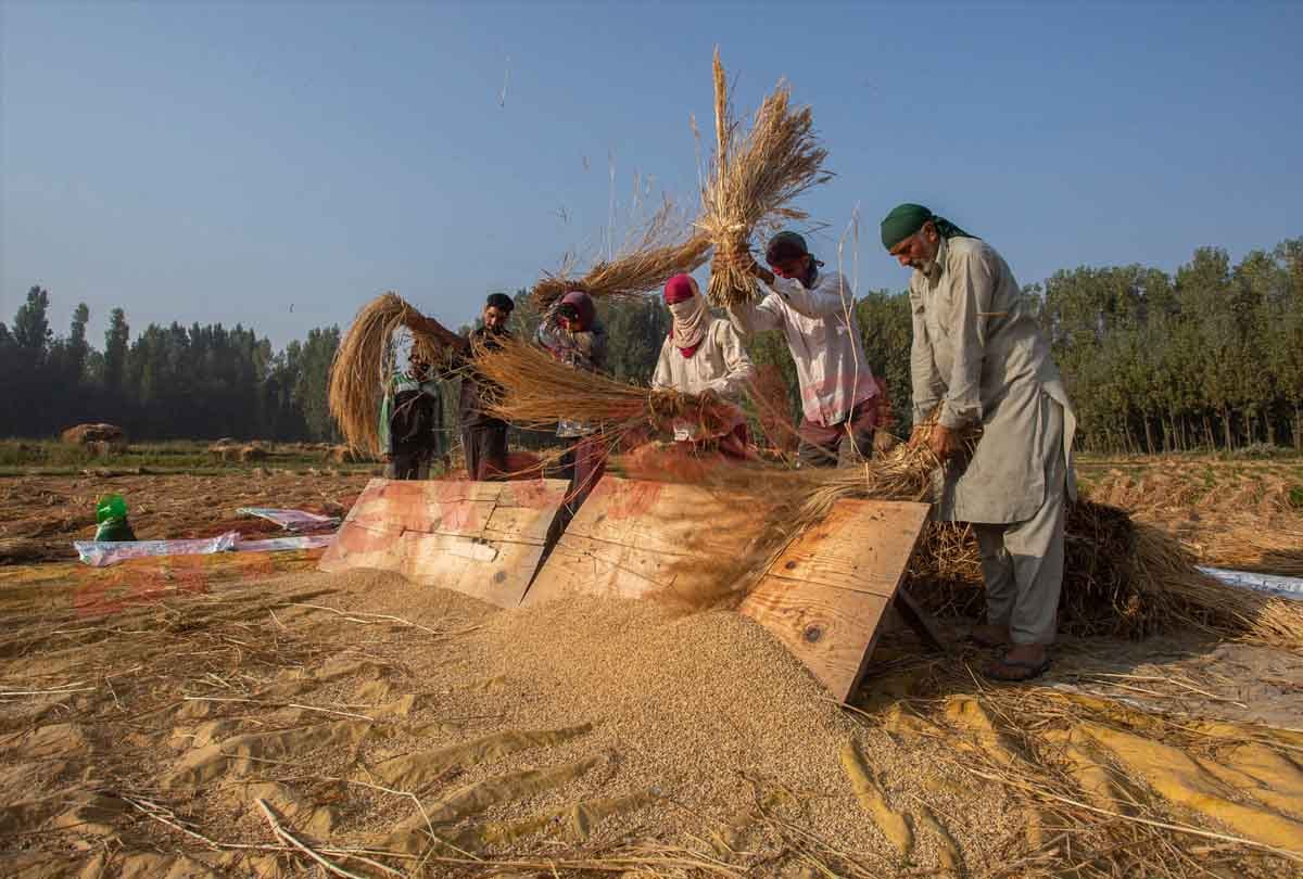 basmati rice productionin jammu kashmir, jammu kashmir latest news and visuals