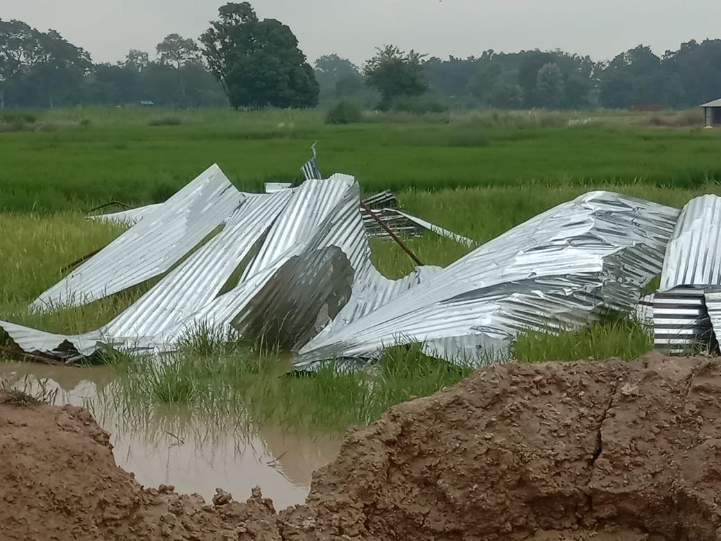 Swamp became Parripal Gaushala, five cows died