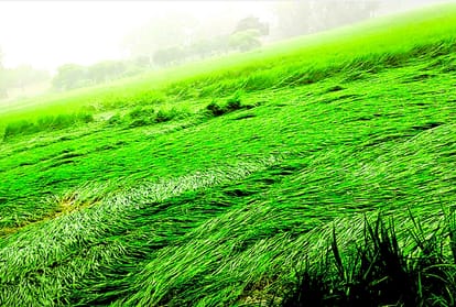 Rain kills four in districts of Awadh.