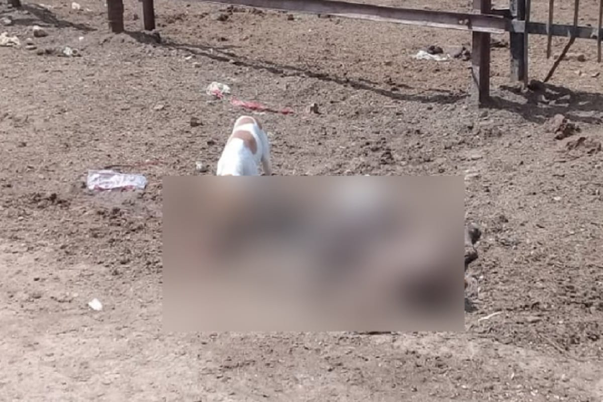 The dogs attacks on animals at Baghpat of Uttar Pradesh