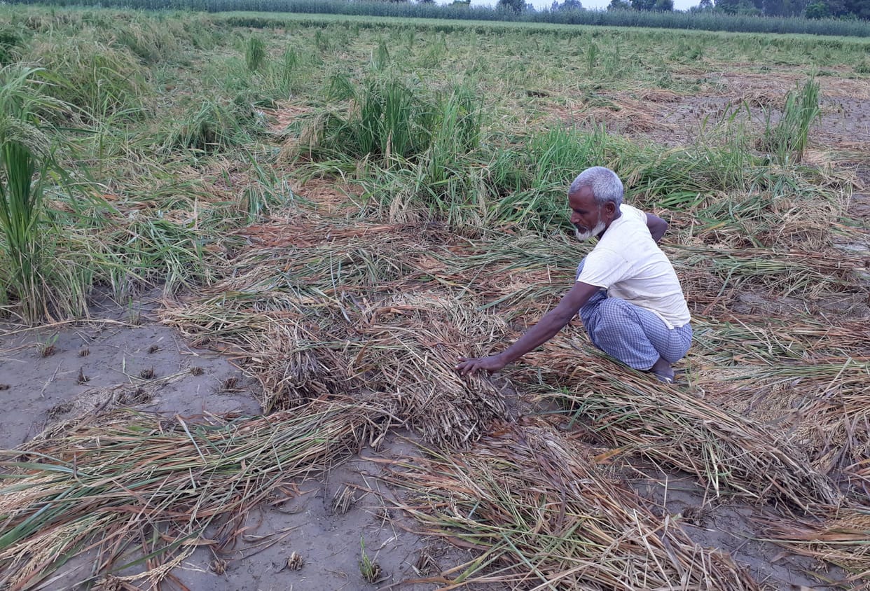paddy crop spoiled due to rain
