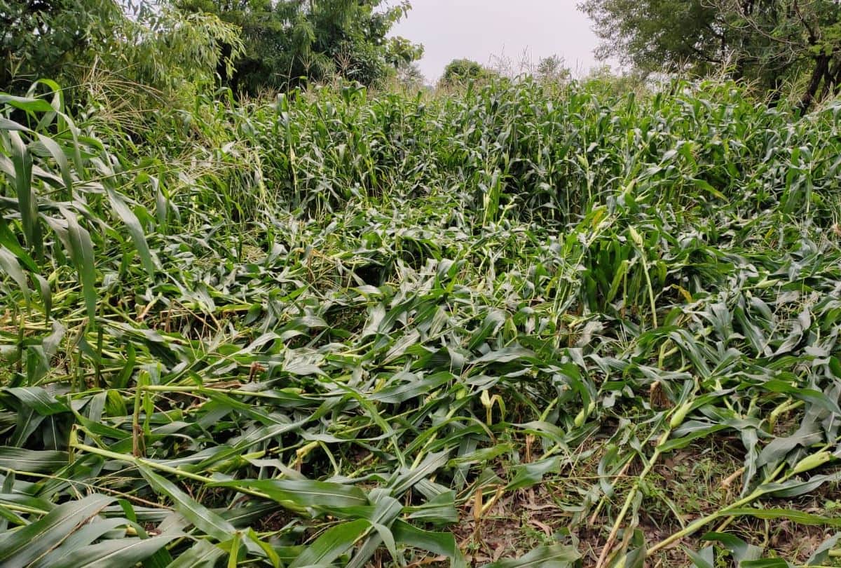 himachal weather report rain in shimla hamirpur kangra and kullu maize crop damaged