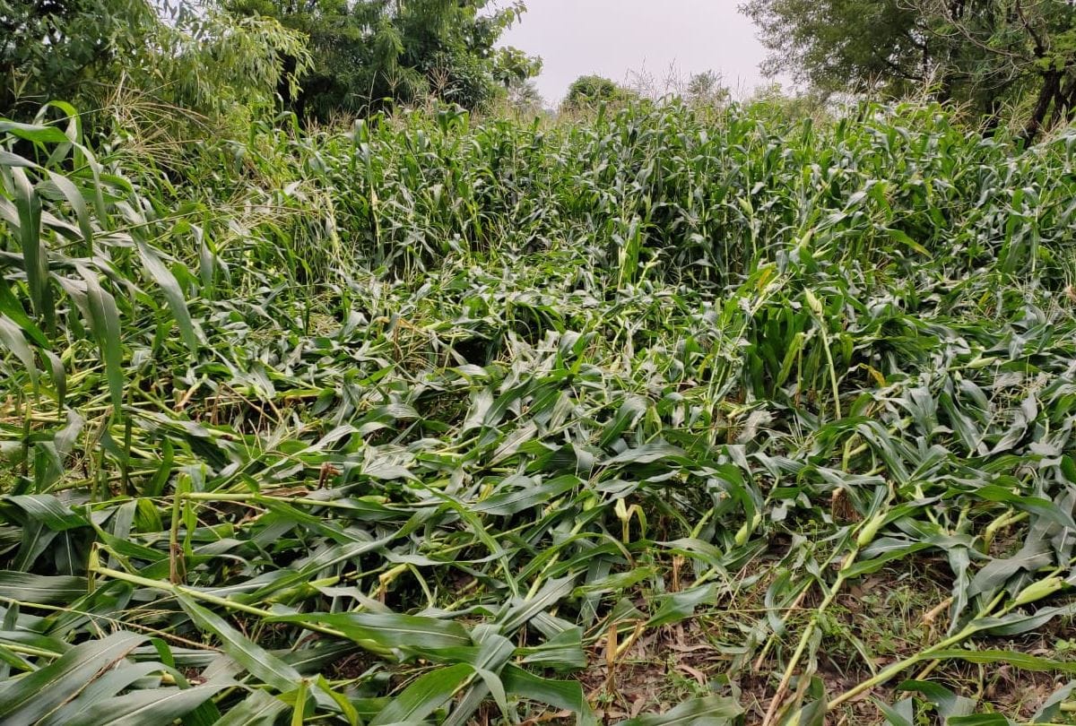himachal weather report rain in shimla hamirpur kangra and kullu maize crop damaged
