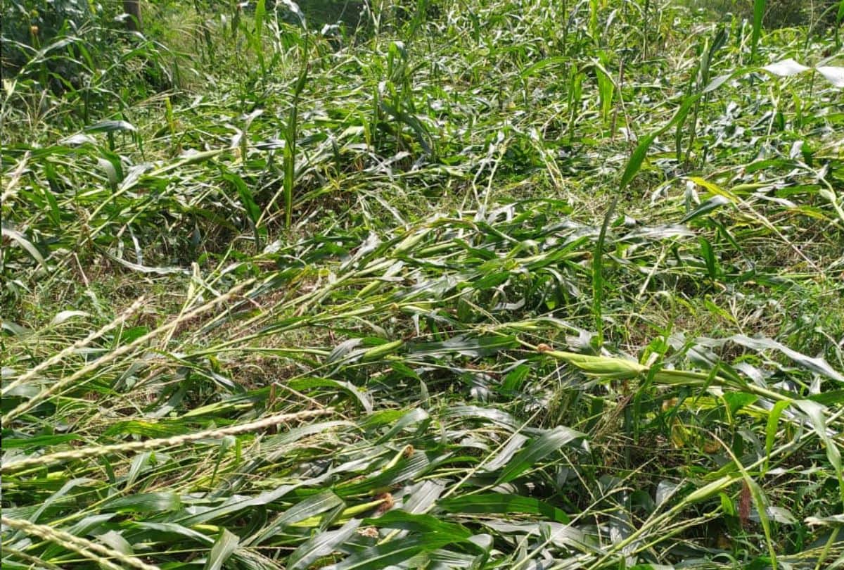 himachal weather report rain in shimla hamirpur kangra and kullu maize crop damaged