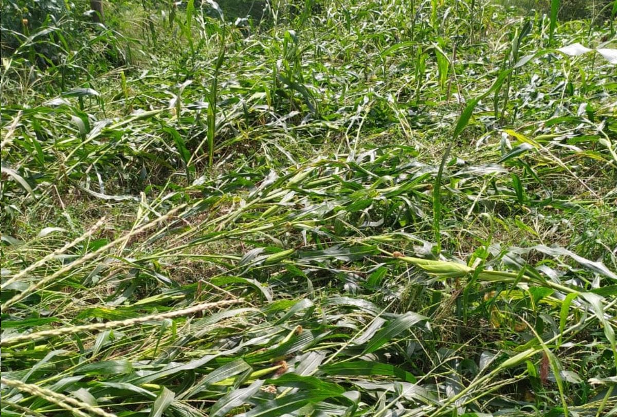 himachal weather report rain in shimla hamirpur kangra and kullu maize crop damaged