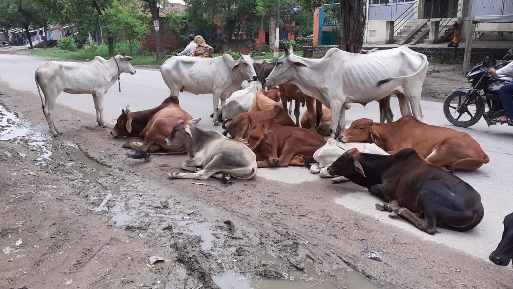 Animals on the highway, trouble for people
