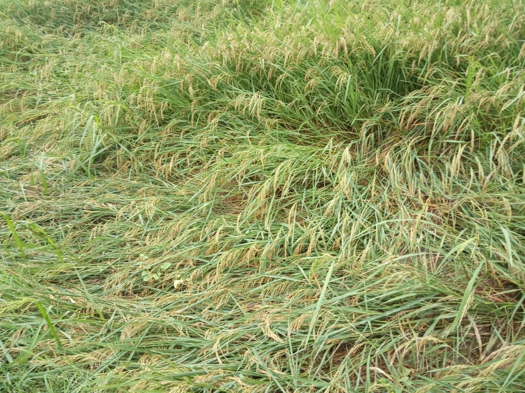 rain and strong wind increased the trouble.