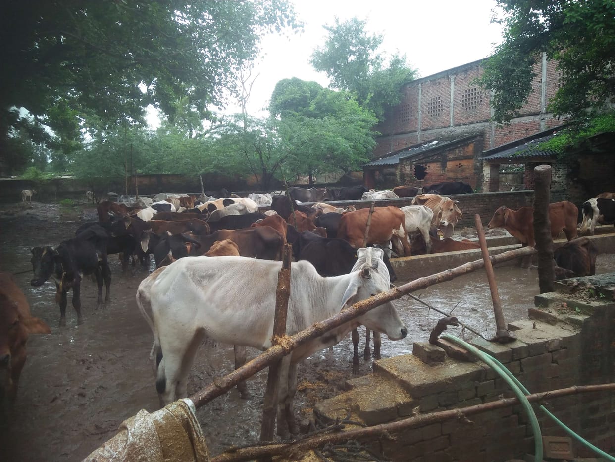 mau news cattle