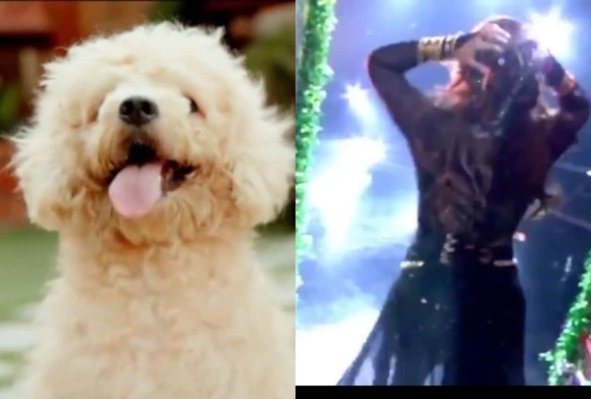 Bigg Boss 13 dog will seen in salman khan show, know about Bigg Boss season 13 before premiere