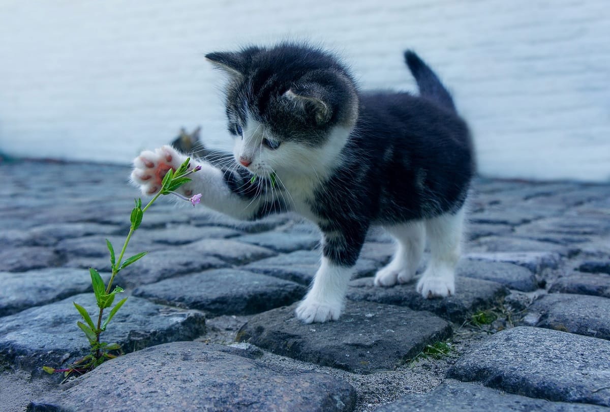 interesting story of croydon cat serial killer who killed 400 cats and various other animals