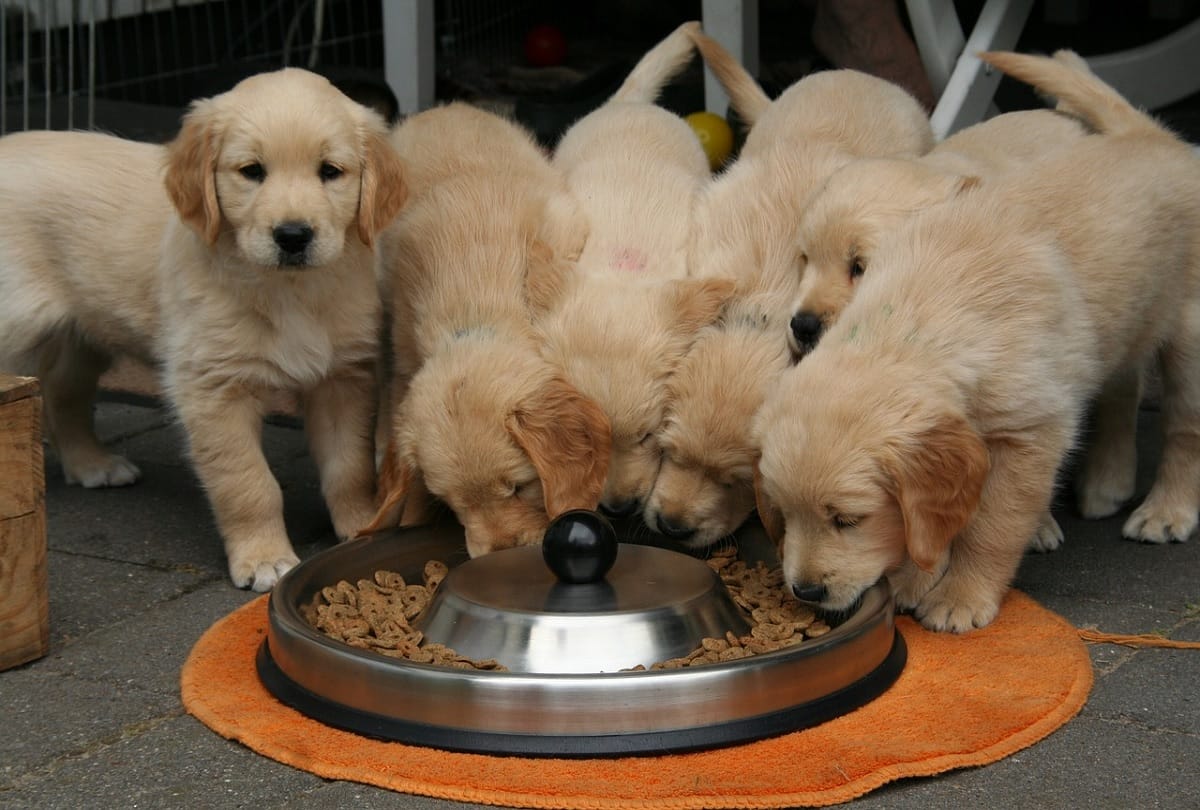 dehradun news : 63 lakhs lost in buying 15 thousand puppy