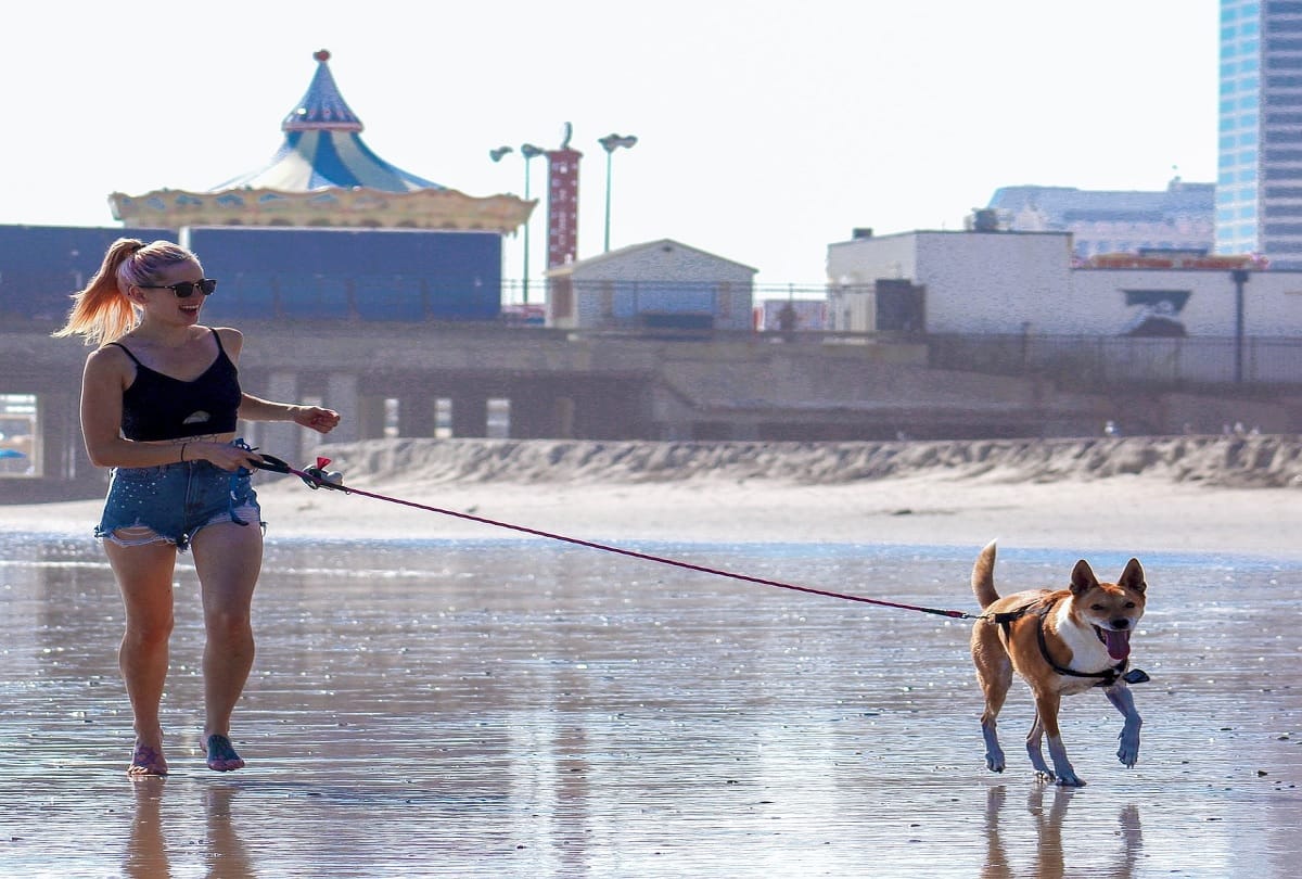 Dog owners to be fined 1.92 lakh rupees for not walking their pets in Australia