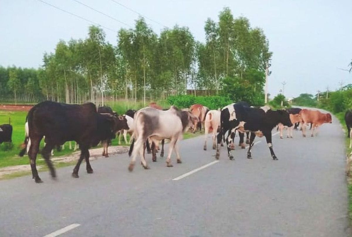 Four cows died due to high speed vehicle collision