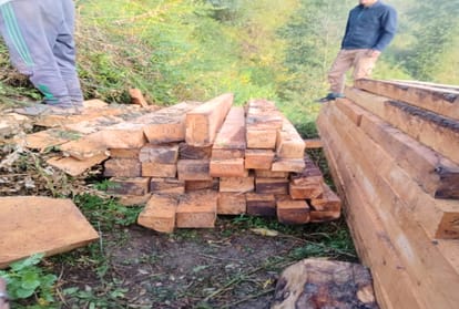 Large scale illicit tree felling in Great Himalayan National Park