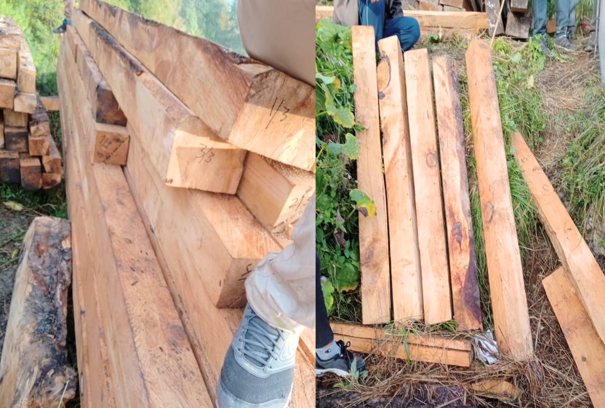Large scale illicit tree felling in Great Himalayan National Park
