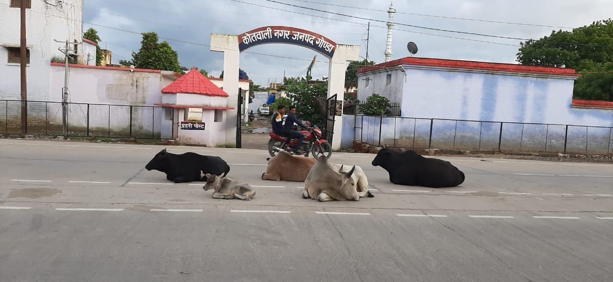 Residents upset by stray animals
