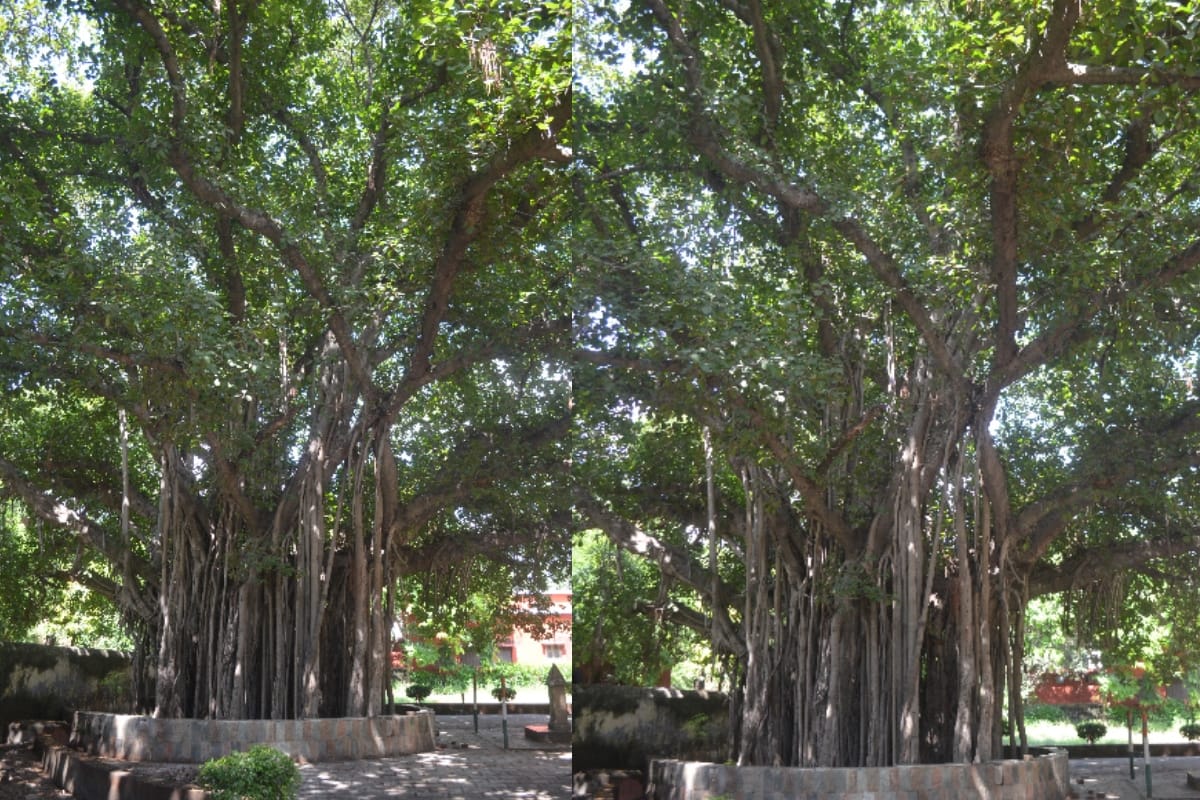 banyan tree in meerut college meerut related to mhatma gandhi