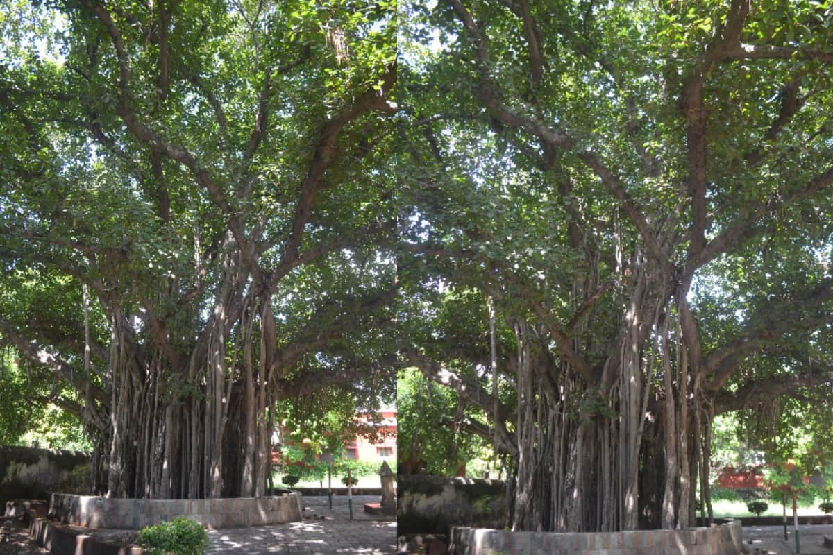 World Environment Day 2022 Theme Significance Know About These Oxygen Rich Trees in Hindi