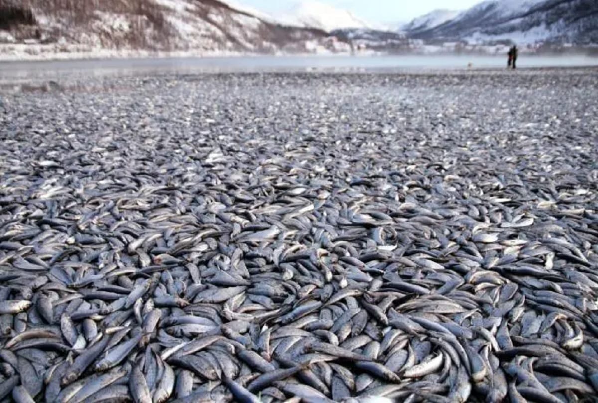 strange incidents happened on Earth No one has been able to answer these