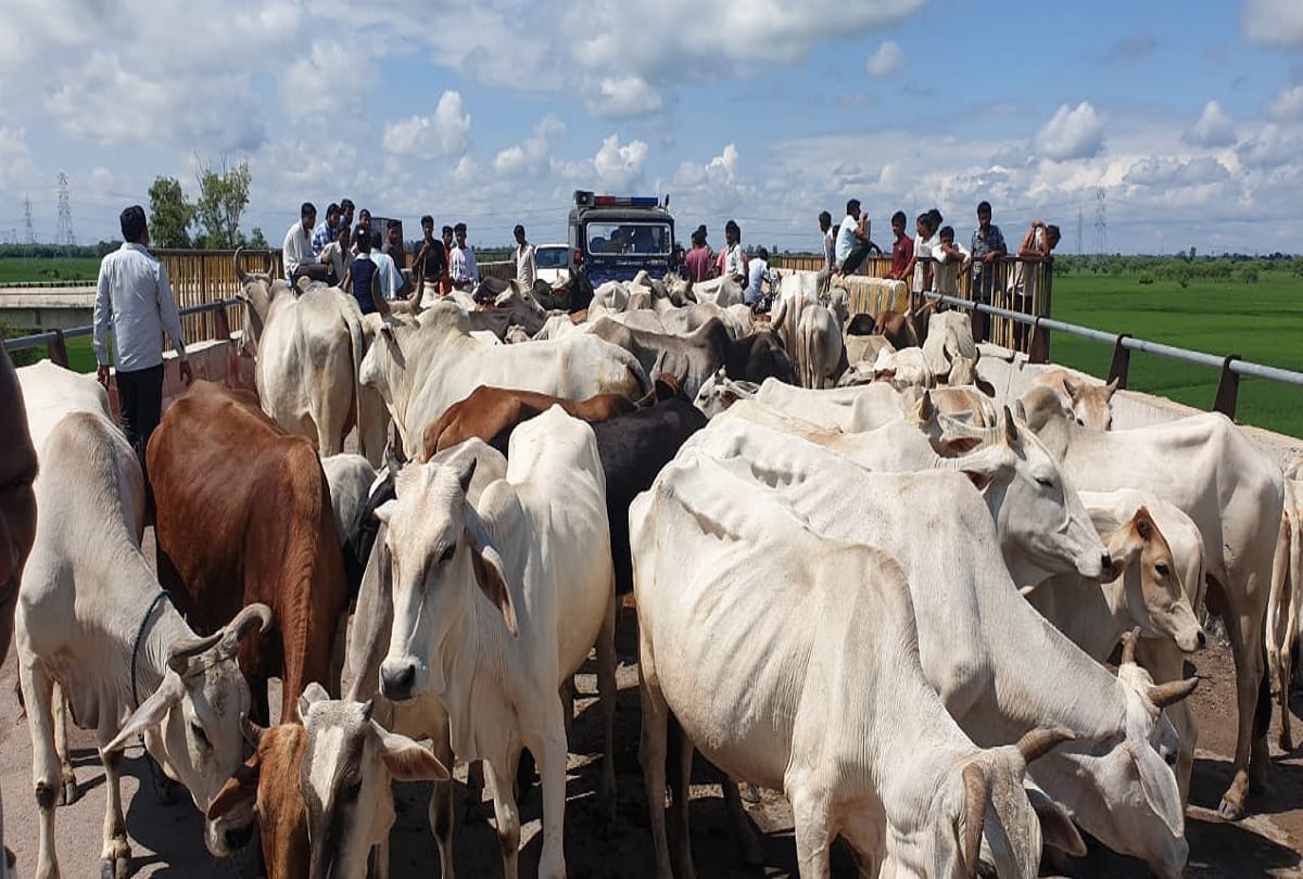 People come on road over Stray animal in Jhansi