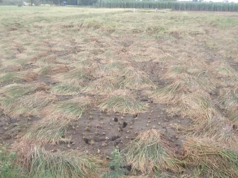 paddy producer worried due to rain