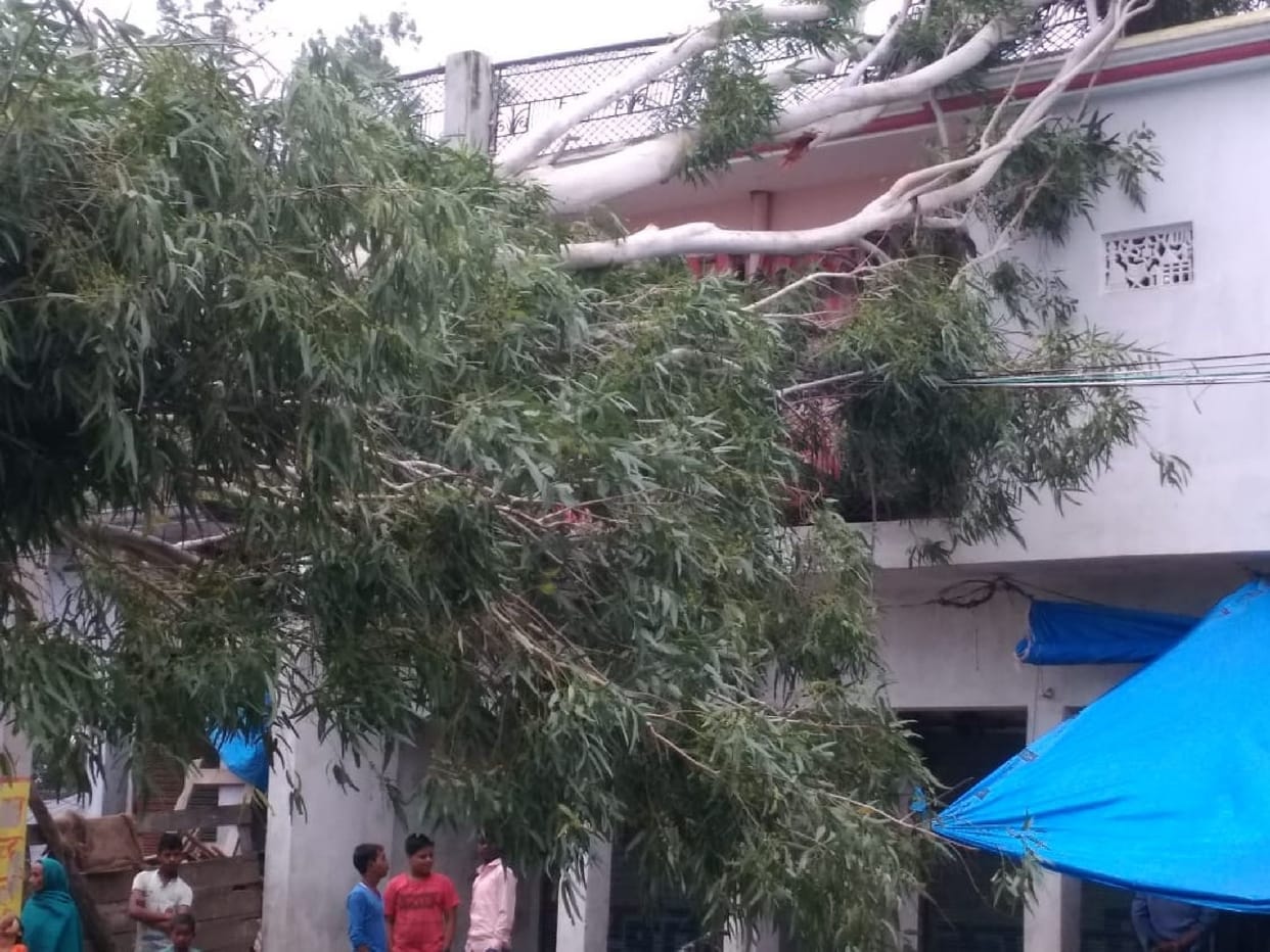 Eucalyptus tree fell at home amid heavy rain
