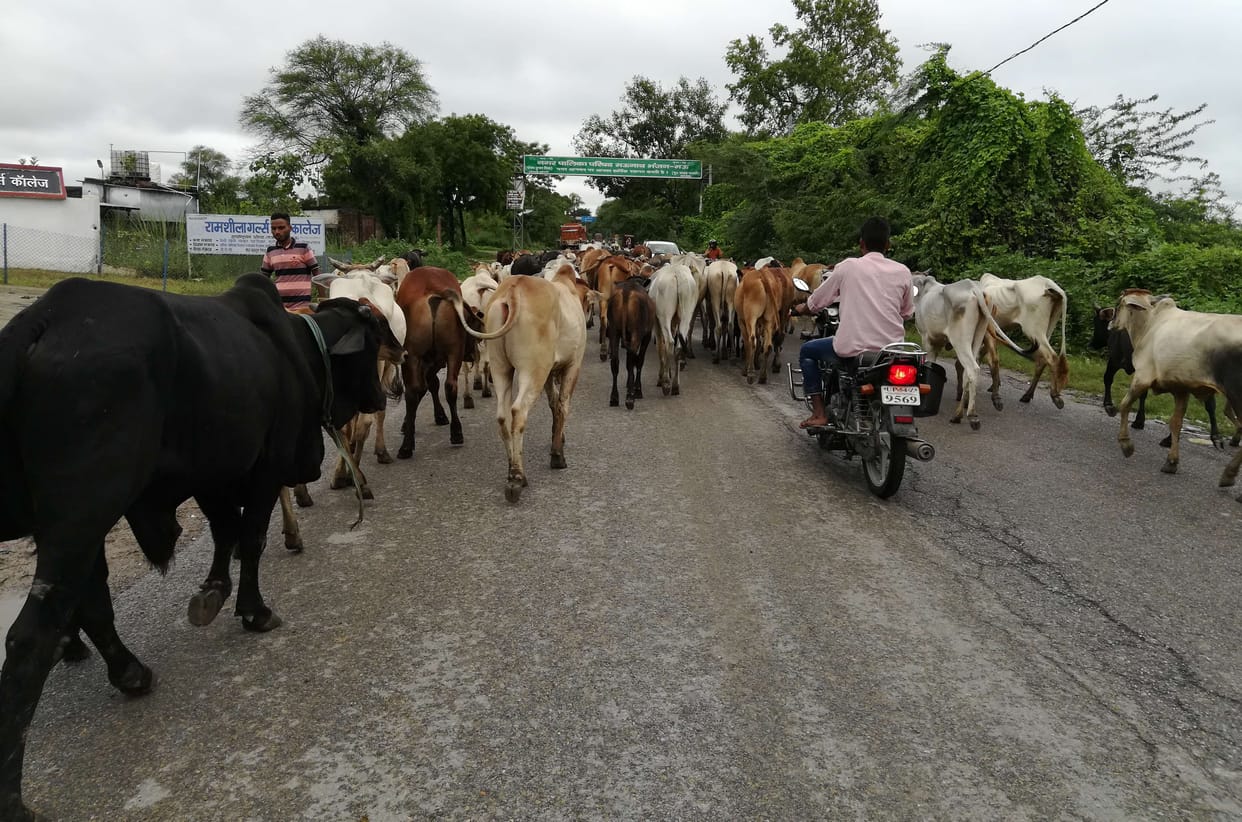 mau news cattle in collectret compound