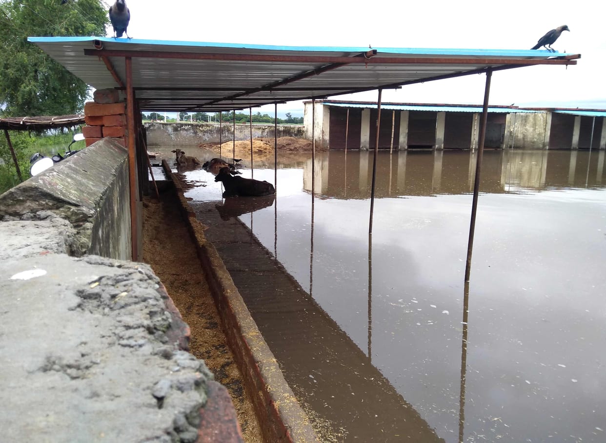 Condition of cow shelters are worse, many cattles died
