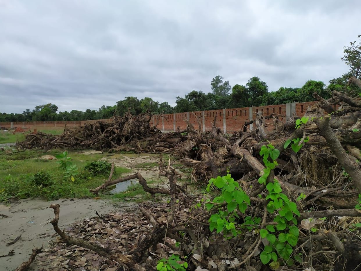 State flower Palas ending, employment of 200 families snatched away