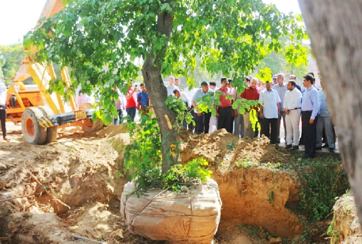 tree trasplantation in delhi technical university
