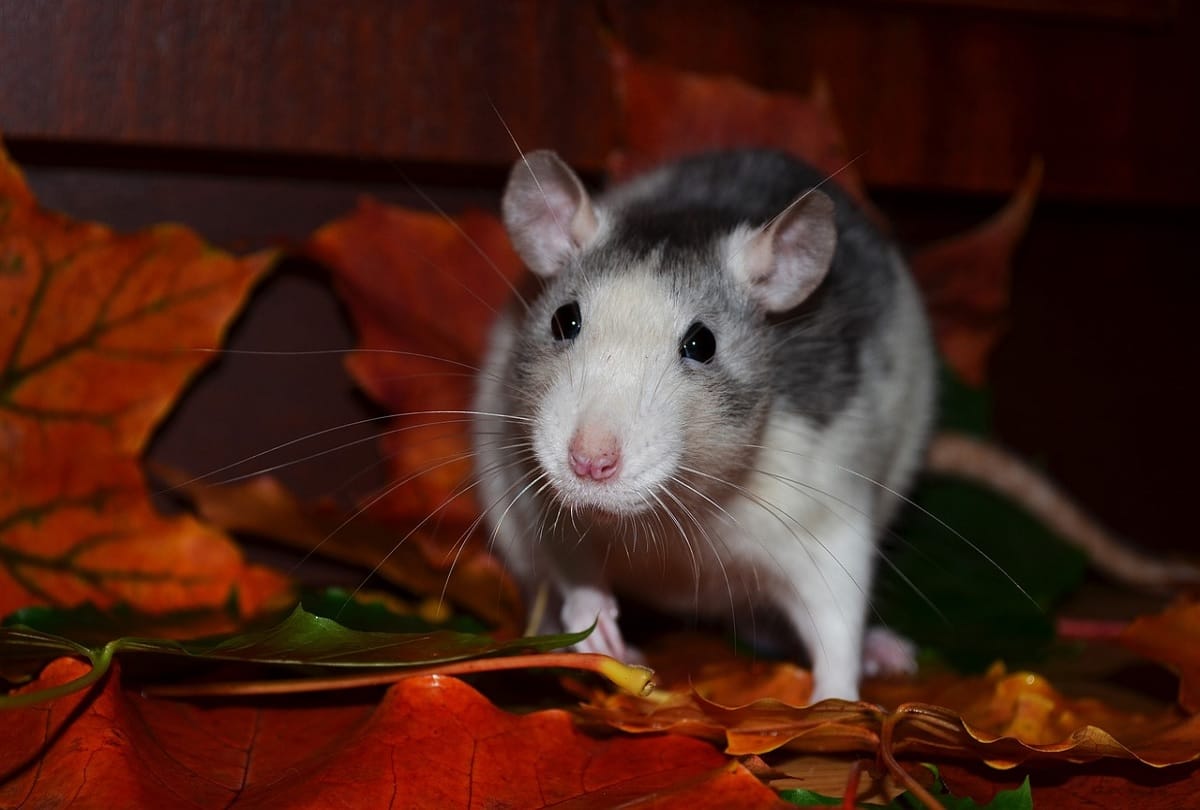 rat bite is dangerous for human know about rat bite fever