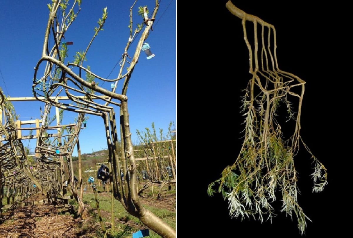 Couple Trains Trees to Grow into Furniture in England