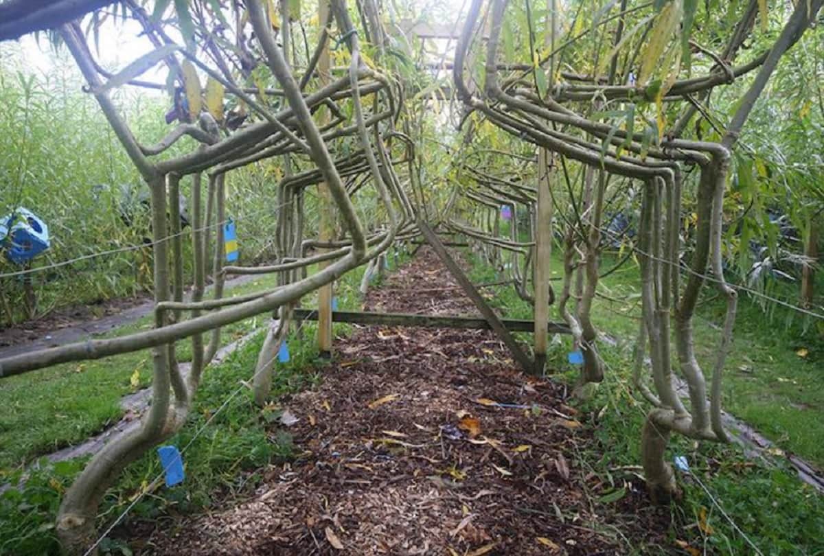 Couple Trains Trees to Grow into Furniture in England