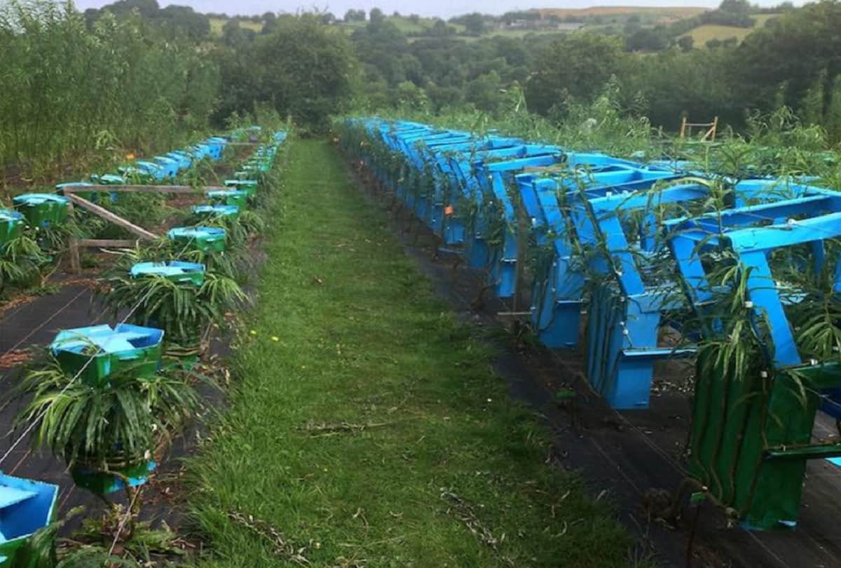 Couple Trains Trees to Grow into Furniture in England