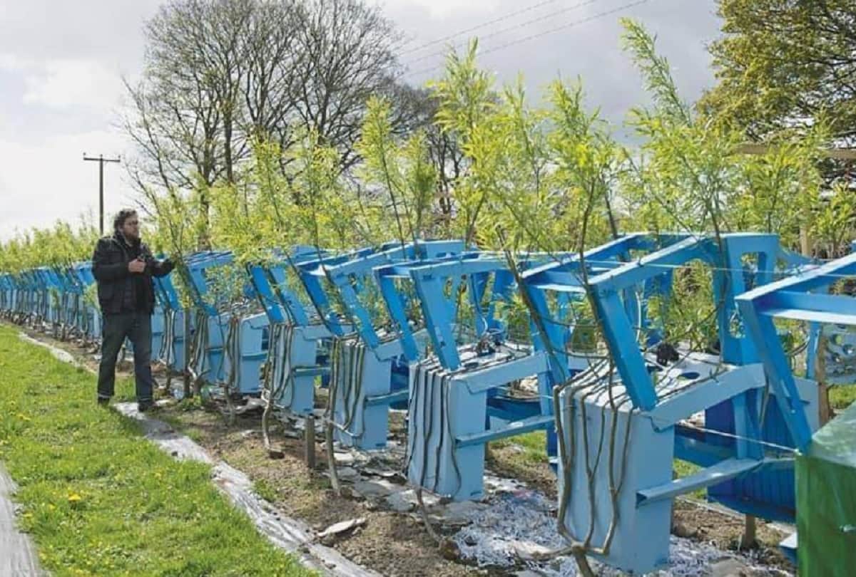 Couple Trains Trees to Grow into Furniture in England