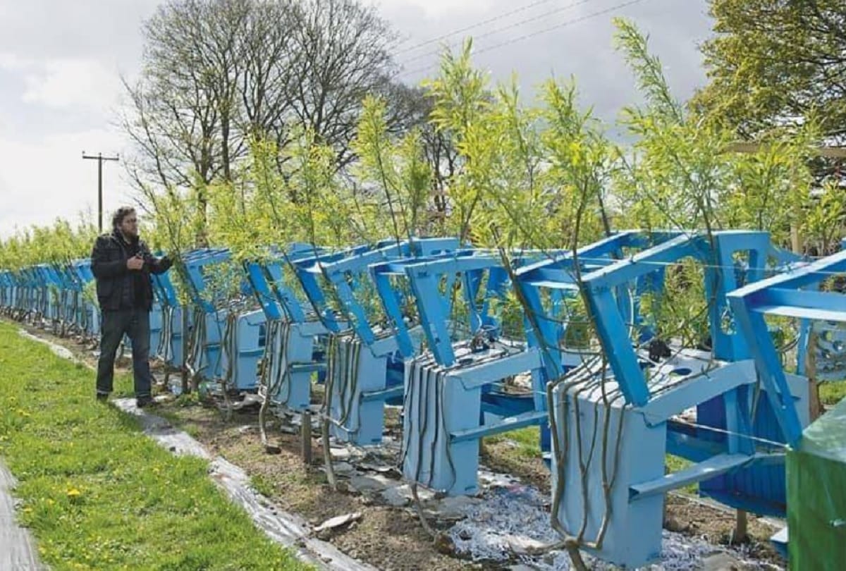 Couple Trains Trees to Grow into Furniture in England