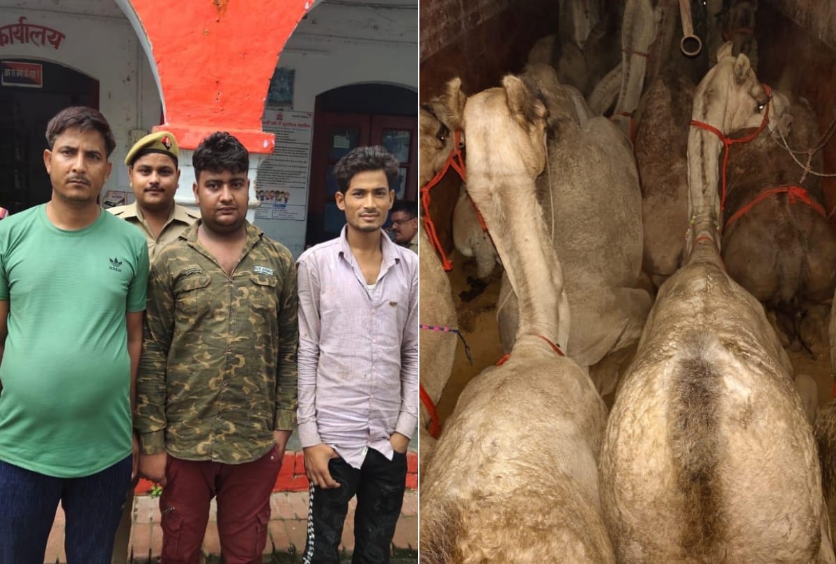 three animal smugglers caught with fifteen camels in lucknow