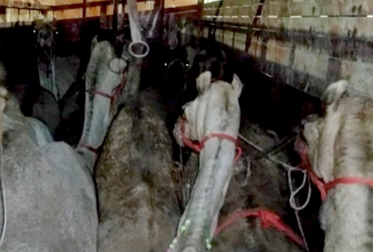 three animal smugglers caught with fifteen camels in lucknow
