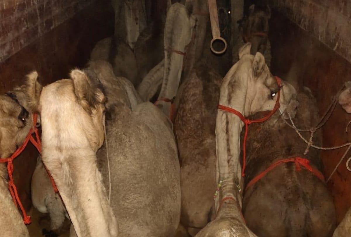 three animal smugglers caught with fifteen camels in lucknow