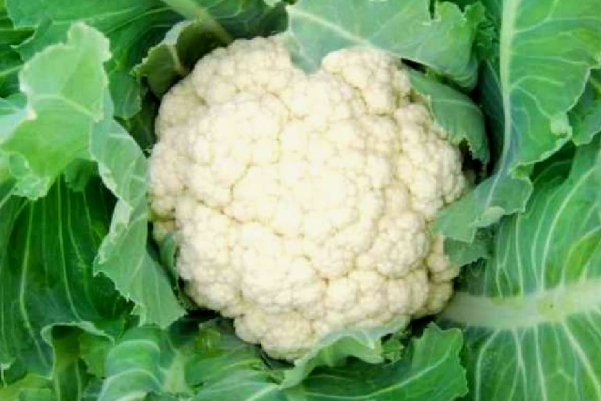 What are the health benefits of colorful vegetables and fruits, good eating habits for weight loss