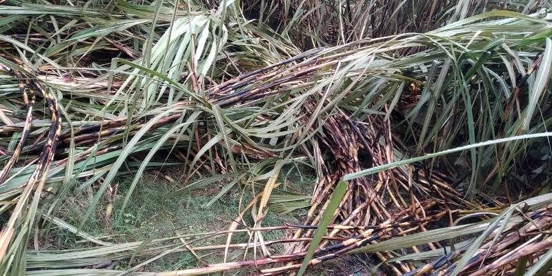 fire in sugercane crop due to HT wire